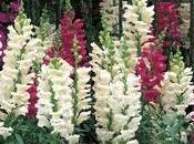 Antirrhinum