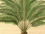 Zamia