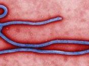 Ebola spaventa mondo. Cosa sapere dell'epidemia?