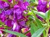 Impatiens, fiore Bach "accelerati"