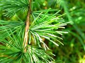 Larice, Larch, fiore Bach degli insicuri