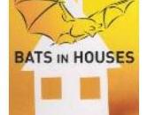 Bats Houses Irlanda