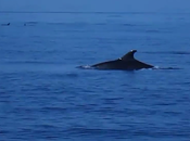 Video. branco delfini nuota largo Golfo Napoli