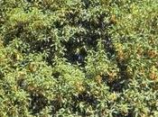 Osmanthus fragrans