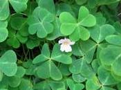 Oxalis