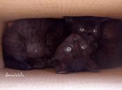 Aggiornamento "cucciolo-gattoso"