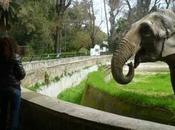 L’elefantessa Sabrina simbolo dello Napoli