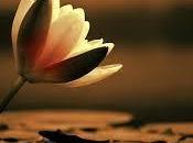 Morto Fabrizio Romoli, vicesovrintendente Polizia diStato