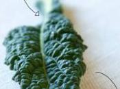 Olio nuovo cavolo nero Panino Tondo