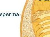 Cereali Integrali [Infografica].