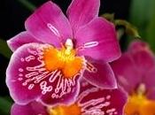 Rinvaso orchidee