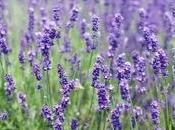 Quando piantare lavanda