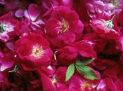 Rosa Damascena Fiore della fusione mistica