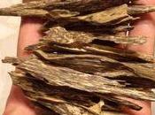 Jinkoh Legno percorso dell'essenza