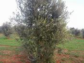 chiedere mettere dimora delle varietà olivo verificare sono resistenti Disseccamento (CoDiRo)?