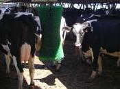 Italia, operazione Nas: farmaci illegali aumentare produzione latte. Fermato veterinario