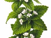 Melissa Officinalis
