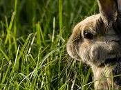 conigli, Anlac: manovre speculative atto Intervengano autorità preposte