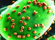 Chlorovirus, patogeno infettando milioni persone, proviene biocarburtanti