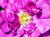 Rosa Canina Wild Rose, fiore Bach passeggeri passivi della vita