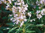 Popolo Rosso Yerba Santa Erba