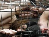 vegani sono minaccia vanno eliminati