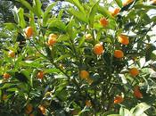 Kumquat Mandarino Cinese