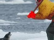 Carne foca Namibia /Gli animalisti protestano inascoltati dalla Seal Products