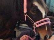 Sheila Marsh Aveva unico grande desiderio, prima morire: salutare amato cavallo