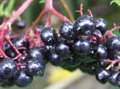 bacche Aronia, frutti curano proteggono l’organismo