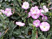 Convolvoli rose