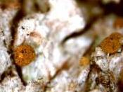 vastese scoperte specie licheni nuove l’Abruzzo