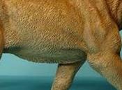 L'affondo fatale dello smilodonte