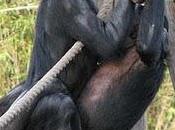 Sesso bonobo: gemere piacere rende popolari