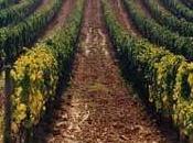 Lombardia:finanziamenti settore vitivinicolo