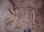 Cane 7.000 anni sepolto come essere umano