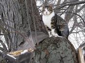Almond,il gatto vive albero