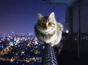 Curiosità: cose gatti