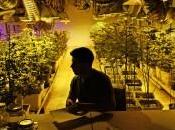 Colorado Coffee Shop ribattezzano “Black Friday” “Green Friday”, saldo anche marijuana