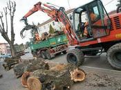 Coazione ripetere ciellini invecchiati: imprese adorabili, ruspe motoseghe