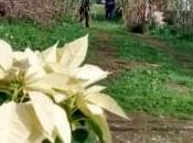 Loris, bambino stato strangolato