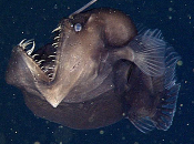 Dagli abissi spunta diavolo nero