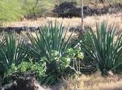 Agave sisalana