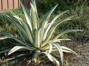 Agave americana