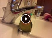 dolcezza degli animali: pappagallino inseparabile