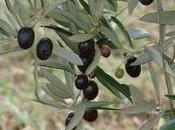 Coltivazione olivo