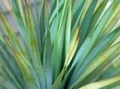 Yucca rostrata