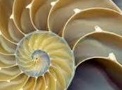 compasso Fibonacci