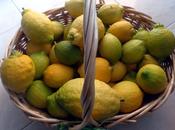 raccolta limoni
