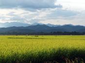 Trekking nella giungla Laos